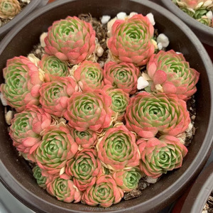 Piante Succulente in Vaso Sempervivum Pianta Ornamentale da Giardino - Product Image 2