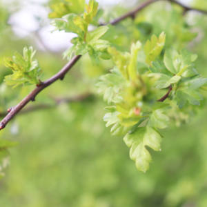 Extracto de planta orgánica de macerado de brote de espino orgánico Premium, producto orgánico hecho a mano para el cuidado de la piel, extracto vegano de hierbas certificado - Product Image 3