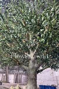 Personnalisé 10 pieds à feuilles persistantes géant méditerranéen olivier sur mesure faux fruits artificiels pour la décoration de l'hôtel pour l'obtention du diplôme - Product Image 2