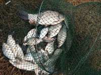 Approvisionnement d'usine 98% DMPT Attractant pour l'alimentation des poissons et des crevettes 4337