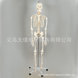 Spécimens d'os humains personnalisés, modèles squelettiques de simulation pour l'enseignement médical, modèles de squelette humain de la ceinture pectorale en gros - Product Image 4