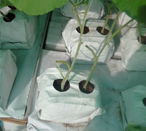 G N Nông Nghiệp & Nông Nghiệp Sử Dụng Than Bùn <span class=keywords><strong>Coco</strong></span> Phát Triển Túi Tấm Tùy Chỉnh Vườn Cảm Thấy Phát Triển Túi Nhà Sản Xuất - Product Image 6