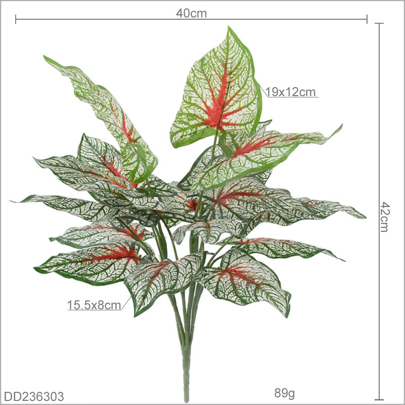 Caladium Bicolor