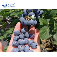 Sinocharm 4-sterrenproduct Halal Sappige Zoete Bevroren Verse Bosbessen Prijs 0.8-1.5Cm 1Kg Groothandel Iqf Bevroren Bosbessen Te Koop
