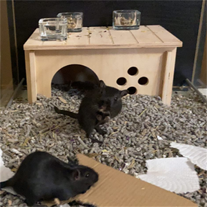 Küçük hayvanlar evcil ahşap ev özel ahşap gine domuz kafesi ev - Product Image 6