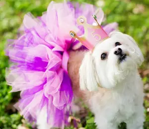 チュチュ夢猫と犬の爆発ブティック夏の卸売ペット服ハロウィーンかわいいパーティー犬ペットアパレル