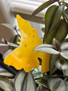 Pièges à mouches et moustiques à fruits collants jaunes 12/24/48 pièces attrape-moucherons à insectes volants pour plantes d'intérieur - Product Image 5