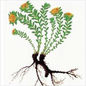 Здоровая добавка, чистый натуральный порошок росавина, 3% 10%, экстракт салидрозиды родиолы розы - Product Image 5