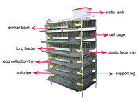 Cage à cailles de type H avec système d'abreuvement et d'alimentation, cage en treillis métallique galvanisé, 4 à 6 niveaux, durable et naturel