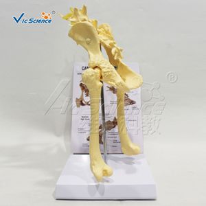 Modèle d'anatomie pelvienne de chien simulé ; outil de démonstration pédagogique vétérinaire pour la structure squelettique pelvienne canine. - Product Image 2