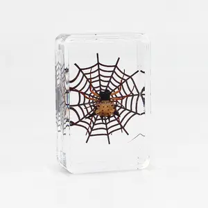 Artesanía de resina hecha a mano, espécimen de araña de insecto real, resina de cristal, modelos de colección de especímenes de animales naturales - Product Image 1