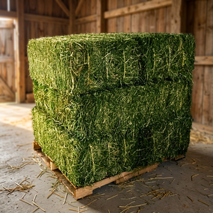 Alfalfa <b>Hay</b> For Animal feeding - Product Image 3