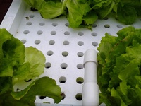 Usine vente système de pot vert maison système hydroponique