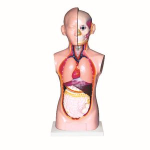 Modèle avancé d'examen du sein, modèle avancé d'inspection et de palpation du sein - Product Image 4