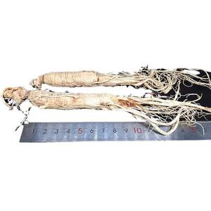 長白人参広告プロセスで乾燥 - Product Image 5