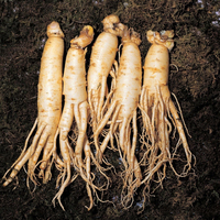 Poudre de Ginseng Américain Naturel en Gros pour Complément Alimentaire – Approvisionnement Direct Usine