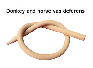 Nouvel ensemble d'équipements vétérinaires durables pour l'insémination artificielle, diamètre de la corde de 12 mm pour la collecte de sperme de cheval et d'âne, coquille animale - Product Image 6