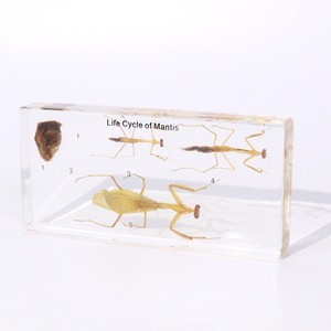 Vòng đời của một mật Ong Ong động vật khoa học nhúng Mẫu chặn giấy khối Nhựa cho giáo dục - Product Image 6