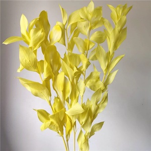 Plantas <span class=keywords><strong>de</strong></span> Ruscus Secas y Conservadas, Follaje Eterno, Hojas <span class=keywords><strong>de</strong></span> Citrus Reticulata Decorativas, Hojas <span class=keywords><strong>de</strong></span> Ruscus Secas al por Mayor, Hoja Naranja Seca - Product Image 5
