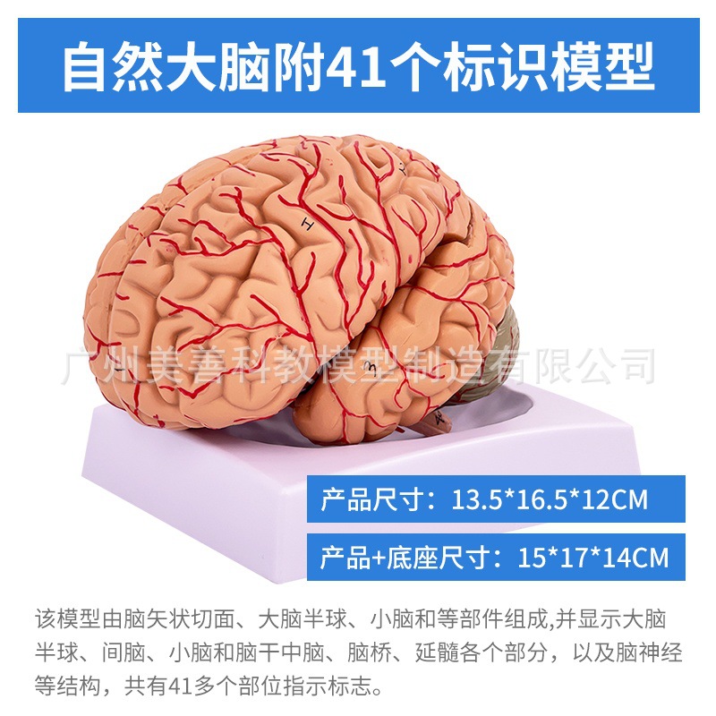 Le cerveau naturel comporte 8 composants et 41 icônes.
