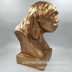 Modelo de reconstrucción de cabeza de hombre de Pekín, modelo didáctico histórico, fabricante de instrumentos educativos - Product Image 2