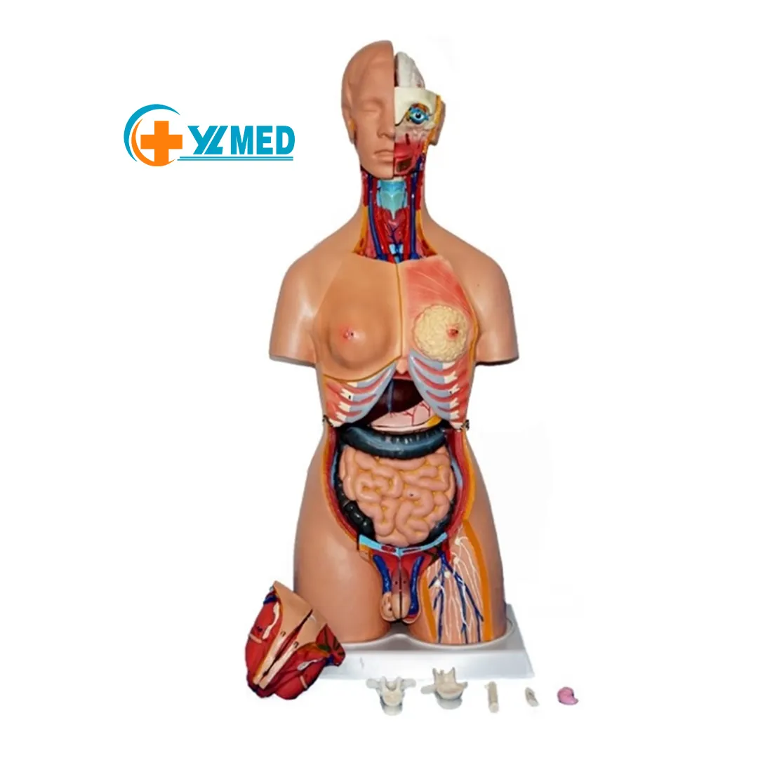 Medische Wetenschap Fabriek Biomedische Onderwijs Model 85Cm Plastic Anatomisch Menselijk Lichaam Model Mannelijke Torso 32 Onderdelen