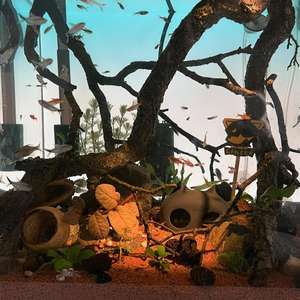 Refugio para Peces <span class=keywords><strong>de</strong></span> Resina Gruesa y Duradera, Cueva para Acuario, No Tóxica, Segura para la Reproducción, Refugio para Peces Pequeños y Medianos con Forma <span class=keywords><strong>de</strong></span> Gato, Refugio Térmico para Peces - Product Image 4