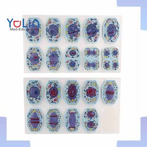 Modelo de <span class=keywords><strong>Comparación</strong></span> de Células Animales y Vegetales: Mitosis y Meiosis para la Enseñanza de Anatomía Humana - Product Image 1