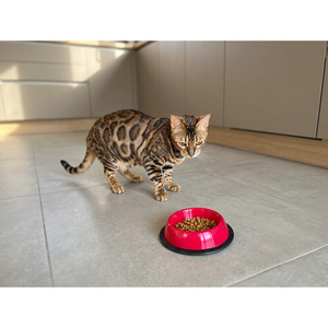 Bebedero para Mascotas Ecológico Hecho en Italia, Plástico Seguro, Portátil, con Forma de Botella, para Uso en Exteriores - Product Image 2