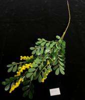 Nouvelles Branches Artificielles de Banyan et Fleurs Jaunes d'Osmanthus pour Décoration Maison et Fêtes - Collection 2026