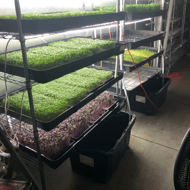 GoodGrowing Smart Mushroom Grow Box Growing 40 Foot Bag Cabins in Shipping 40ft Container Farm Price