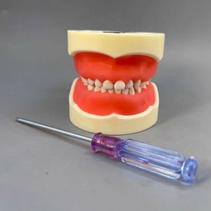 Modèle dentaire pédiatrique pour enfants avec gencives souples et mâchoire - Product Image 1