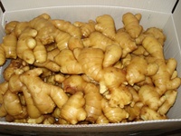 Gingembre frais de qualité supérieure, gingembre séché, fournisseur de Chine à bas prix, poudre de gingembre frais et graines de gingembre pour l'exportation