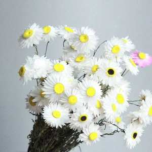 DFF08 Petit Hélichrème <span class=keywords><strong>Bracteatum</strong></span> Séché Très Populaire pour la Décoration Maison/Mariage/Parc/École/Fête - Product Image 3