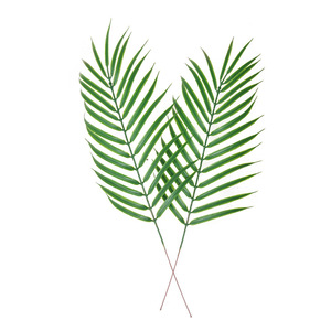 Vente d'usine : Feuilles de palmier en plastique, feuilles de décoration de mariage, feuilles artificielles de Cycas - Product Image 3