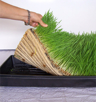 Agriculture pépinière plantation d'herbe de blé microgreen plateau hydroponique 1020 plantes culture de semis plateaux