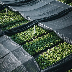 <span class=keywords><strong>Reti</strong></span> <span class=keywords><strong>Ombreggianti</strong></span> Nere <span class=keywords><strong>per</strong></span> <span class=keywords><strong>Agricoltura</strong></span> Utilizzate <span class=keywords><strong>per</strong></span> Protezione Solare ad Alta Efficienza e Ombreggiatura nelle Serre - Product Image 4