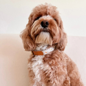 <span class=keywords><strong>Collar</strong></span> de perro personalizado con nombre grabado con láser <span class=keywords><strong>Collar</strong></span> de mascota duradero para seguridad y estilo - Product Image 5