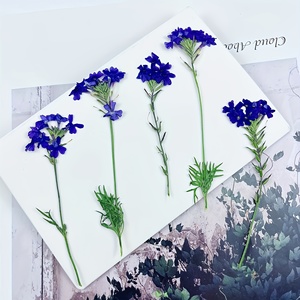 Tiges de <span class=keywords><strong>verveine</strong></span> séchées longue durée avec fleurs pressées pour moules à résine, décoration intérieure et cadeaux de fête des Mères - Product Image 5