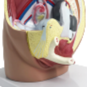 ADA 의학 교육 학습을위한 남성 골반의 시수 섹션 모델 및 여성 골반의 시수 모델 - Product Image 6