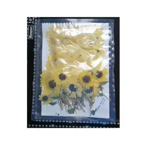 Echte Gedroogde Pressed Flower Zonnebloem Met Tak