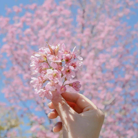 Poudre de fleurs de cerisier pure naturelle en gros, poudre de fleurs de cerisier, poudre de sakura