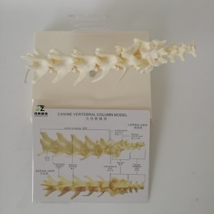 Modèle anatomique de squelette lombaire canin en PVC avancé Ciiizaoo Animal 703 pour l'enseignement - Product Image 3