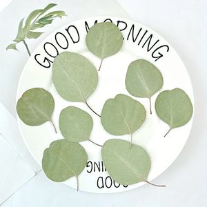 Feuilles d'<span class=keywords><strong>eucalyptus</strong></span> séchées pressées pour la fabrication de sceaux de <span class=keywords><strong>peinture</strong></span> au feu, de marque-pages, de porte-clés et d'accessoires de photographie, artisanat fait main - Product Image 6