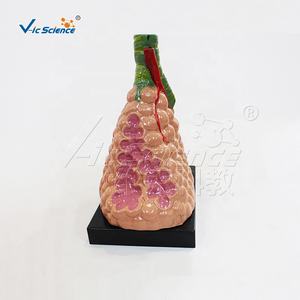 教具人間モデル拡大肺肺肺モデル肺解剖モデル解剖学的解剖学的モデル解剖学教育 - Product Image 4