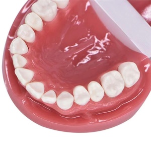 <span class=keywords><strong>Modelo</strong></span> de cepillado Dental para niños, 1/2 <span class=keywords><strong>modelo</strong></span> <span class=keywords><strong>estándar</strong></span>, para enseñanza oral y corrección de cepillado - Product Image 4