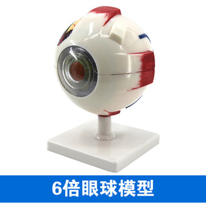 Instrumento de enseñanza de ciencias biológicas personalizado para el modelo estructural ocular de anatomía de Qinghua 3x y 6x. - Product Image 5