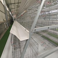 Système de cages pour poules pondeuses, type A, nettoyage automatique du fumier, 128 à 160 oiseaux, équipement avicole commercial pour projet d'élevage moderne