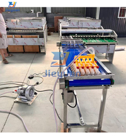 Machine de triage des œufs pour œufs de poulet et de canard, triage des œufs par poids et taille, en acier inoxydable, pour utilisation dans les fermes avicoles