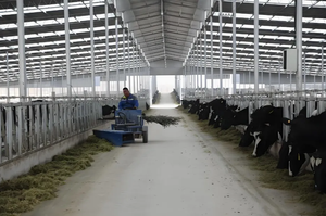 Establo para Ganado con Estructura de Acero Ligero, Servicios de Soldadura y Doblado, Galvanizado de Alta Resistencia para Granjas Lecheras y Ganaderas - Product Image 3